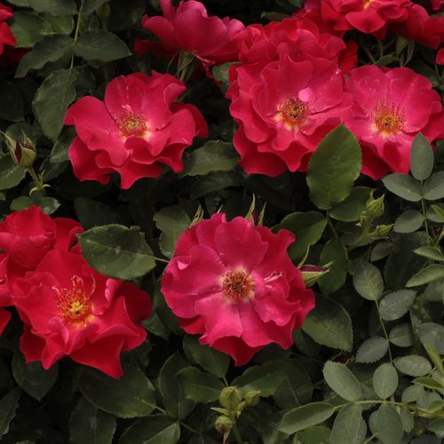 Červená - Stromková růže s klasickými květy - stromková růže s keřovitým tvarem koruny
